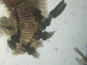 Copépodos branquia Jenynsia Z20x 6