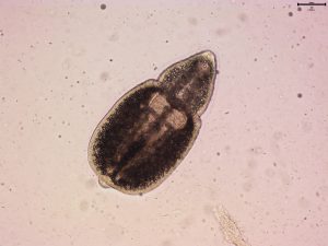 metacercaria cavidad poecilia 24-0003
