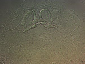 monogenea branquias-0010